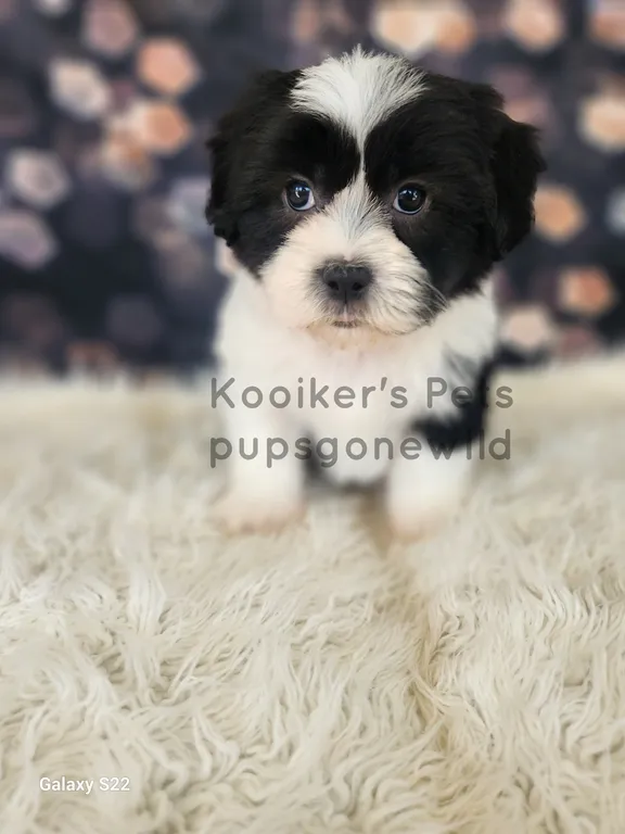 Sanderson, a lovable black and white male Teddy Bear puppy under 00
