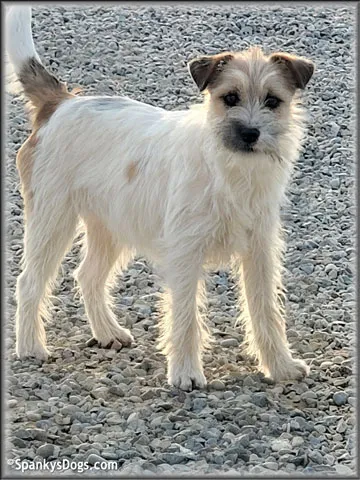 Sara - upcoming Jack Russell Terrier female