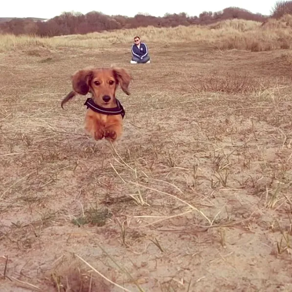 Sausage dog puppy happily running on a sandy beach