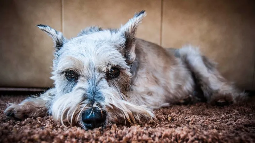 Schnauzer with a distinctive mustache