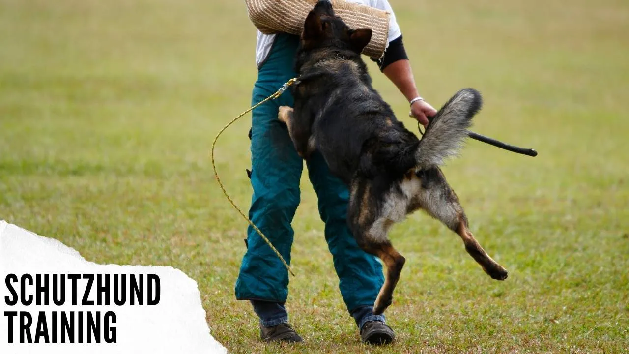 Schutzhund training with German Shepherd dog, highlighting the intense focus and drive of working line German Shepherds.