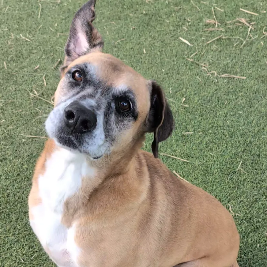 Scooter, a quiet 10-year-old senior dog from Galveston, TX, who enjoys his own space as a loving companion