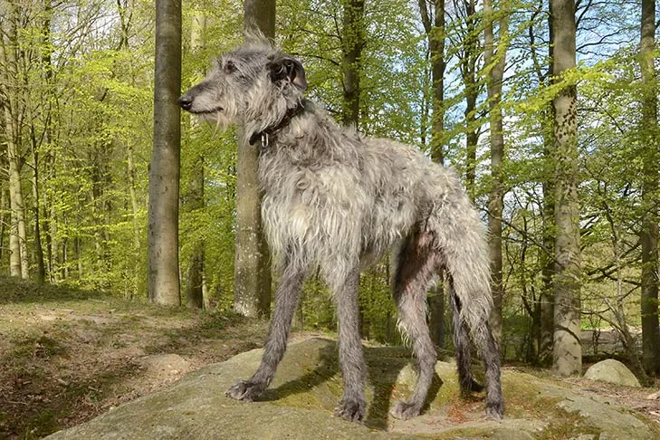 Scottish Deerhound puppy finding shelter under trees during a rainy potty training session