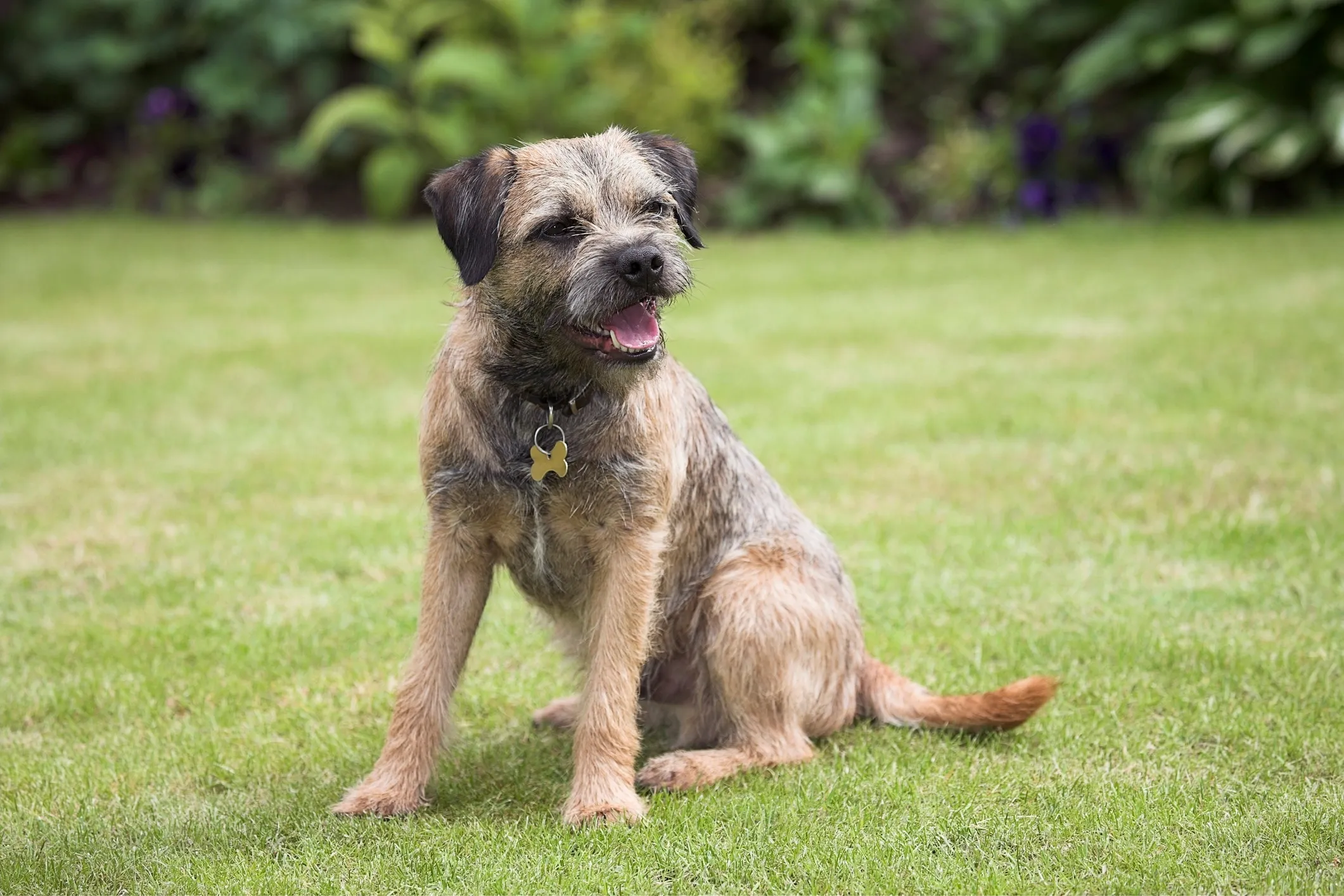 Scruffy Border Terrier sitting in grass