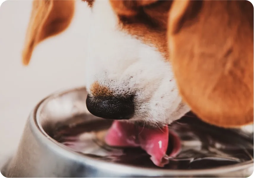 Selection of best water additives for dogs