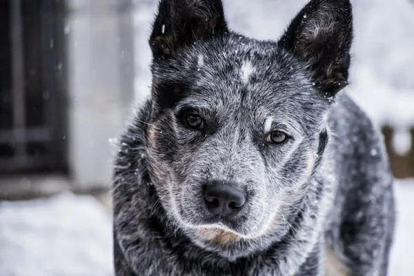 Senior Australian Cattle Dog (Heeler) enjoying the snow, illustrating a resilient dog despite potential health challenges like megaesophagus