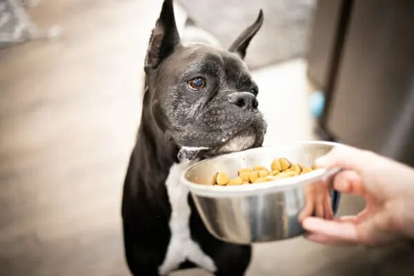 Senior Boxer dog being fed in an elevated position by an owner, demonstrating a key management strategy for dogs with megaesophagus