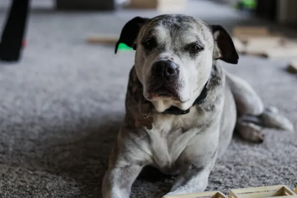 Senior dog lying on the carpet
