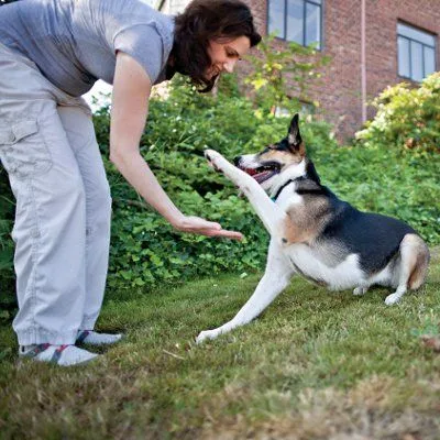 Senior dog paw shaking with a person's hand, illustrating a learned trick