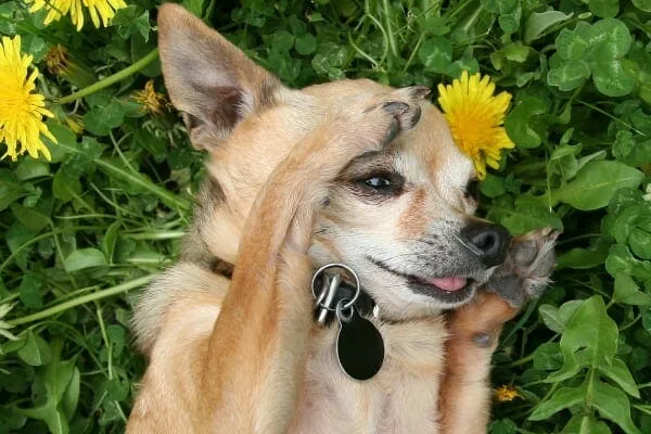 Senior dog rubbing face with paws, a classic sign of allergies, while lying in green grass and dandelions