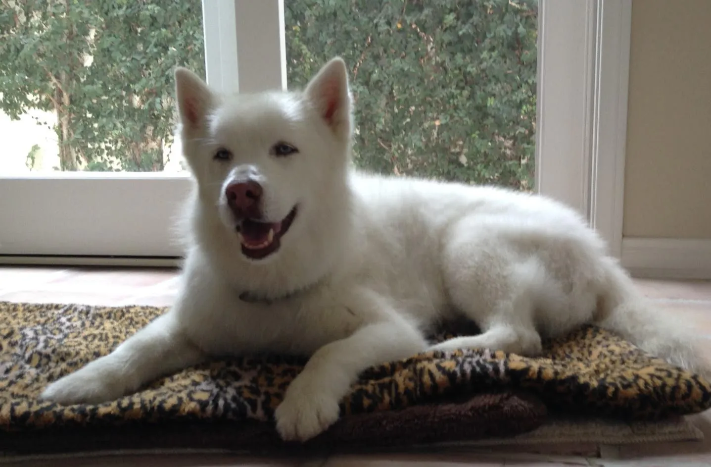 Senior dog Whitey, a beautiful white poodle mix, looking alert and engaged, showcasing the benefits of dementia supplements and care.