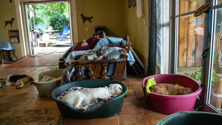 Senior dogs happily snoozing on comfortable beds at the Old Friends Senior Dog Rescue Sanctuary