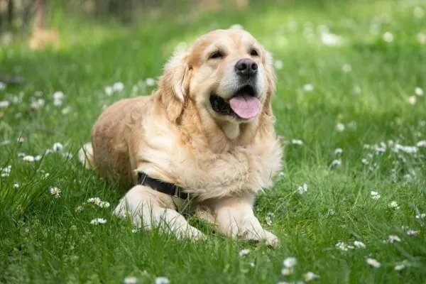 Senior Golden Retriever dog lying in a grassy meadow as an example of an environmental allergy in dogs