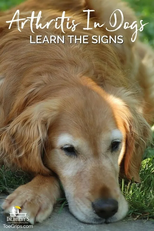 Senior Golden Retriever resting, possibly showing stiffness in front legs due to arthritis