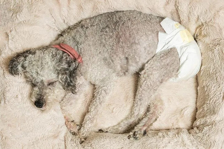 Senior Poodle mix dog sleeping comfortably in a bed while wearing a protective dog diaper for incontinence management.