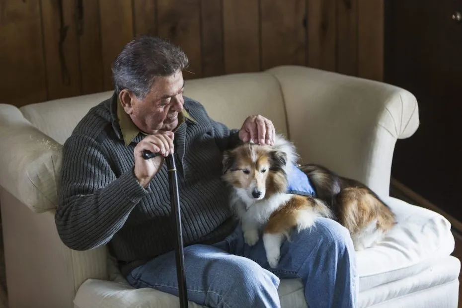 Service dog with man, illustrating the bond and assistance service dogs provide