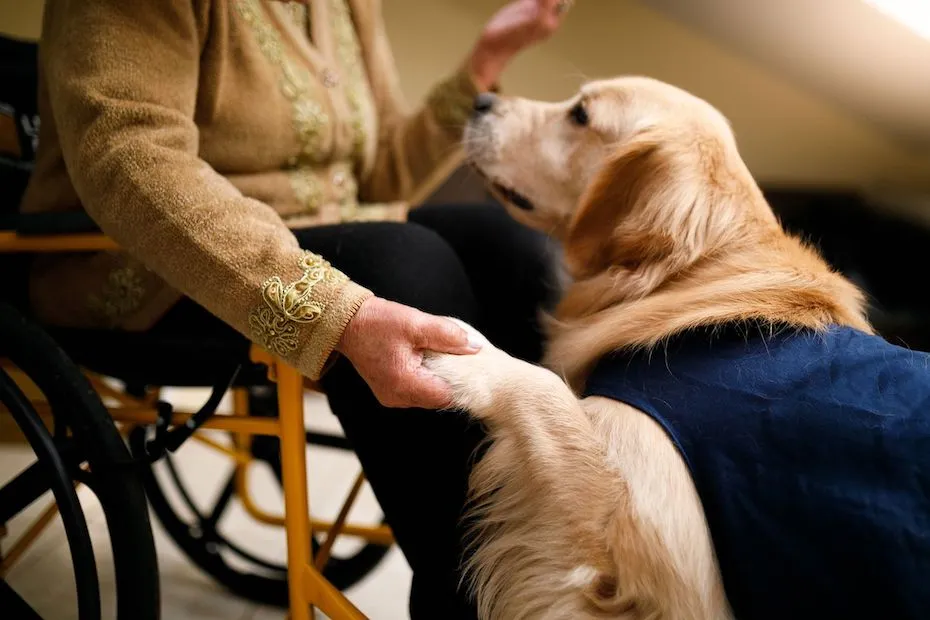 Service dog with woman in wheelchair