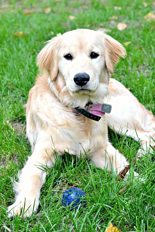 Seven-month-old Golden Retriever