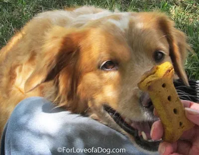 Several dogs are looking expectantly at a bag of treats.