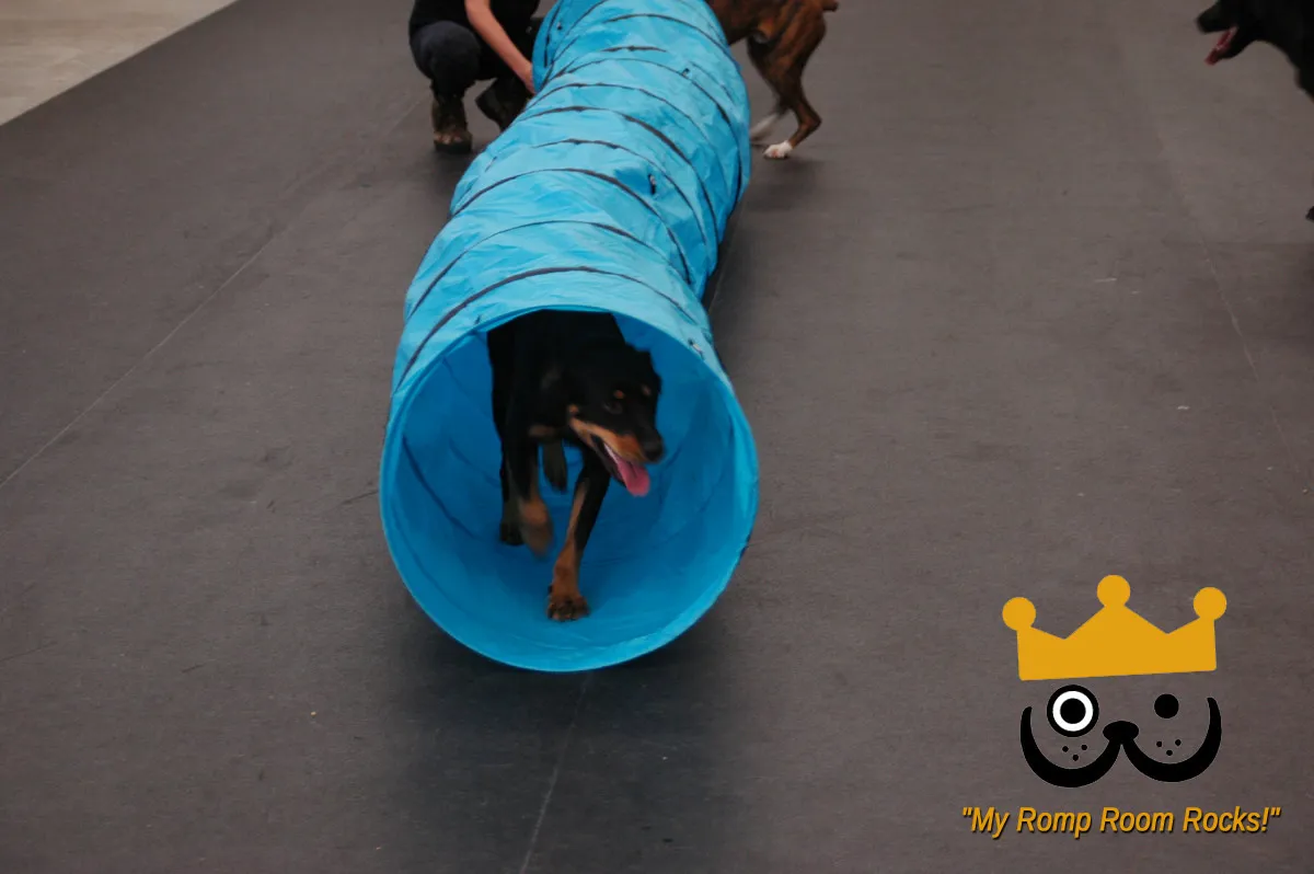 Several dogs engaging in friendly play under supervision in a spacious indoor daycare area