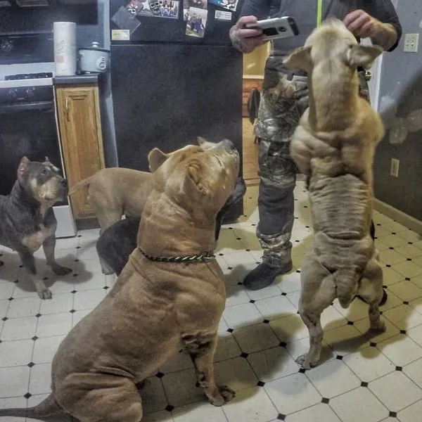 Several pit bulls on Bully Max, appearing healthy and muscular.