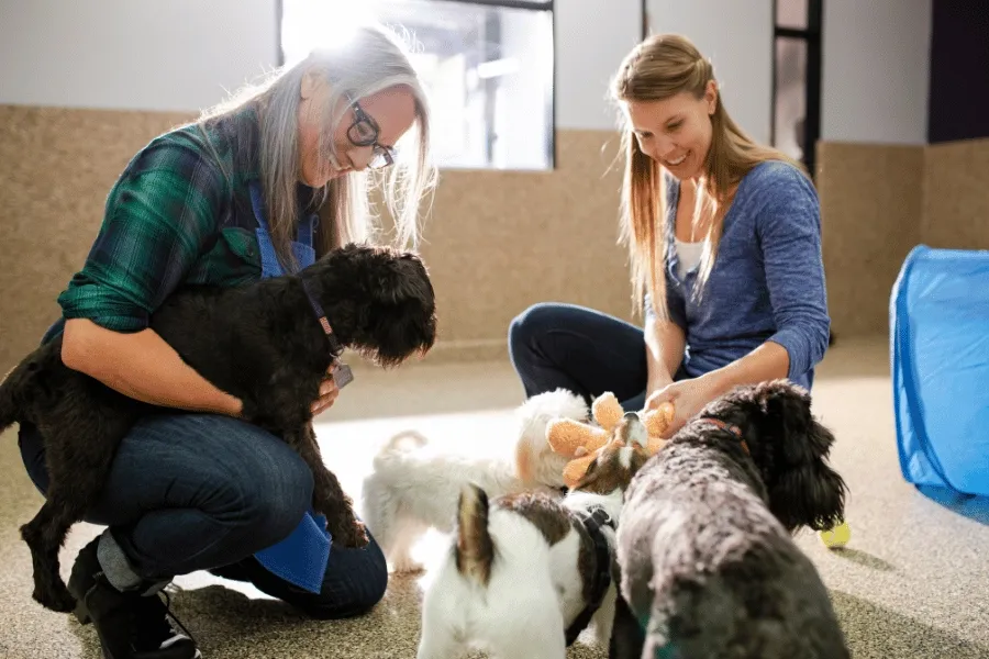 Several small dogs happily interacting with staff members at an indoor doggy daycare