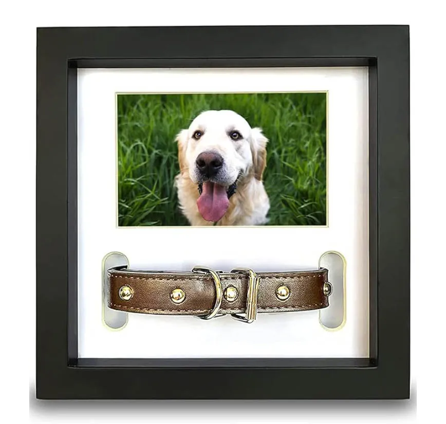Shadow box frame displaying a dog collar and nameplate