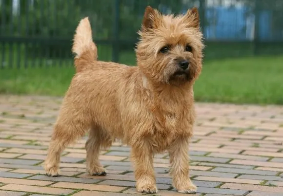 Shaggy-coated Cairn Terrier, an intelligent and athletic low-shedding dog.