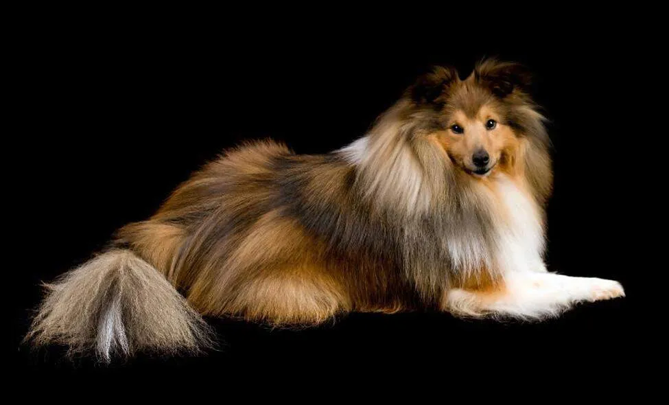 Shetland Sheepdog looking attentively