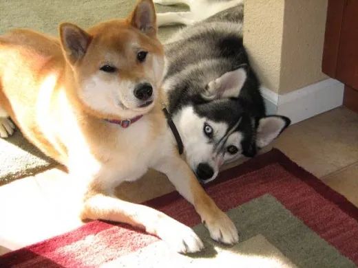 Shiba Inu and Siberian Husky lying next to each other. They are best friends.