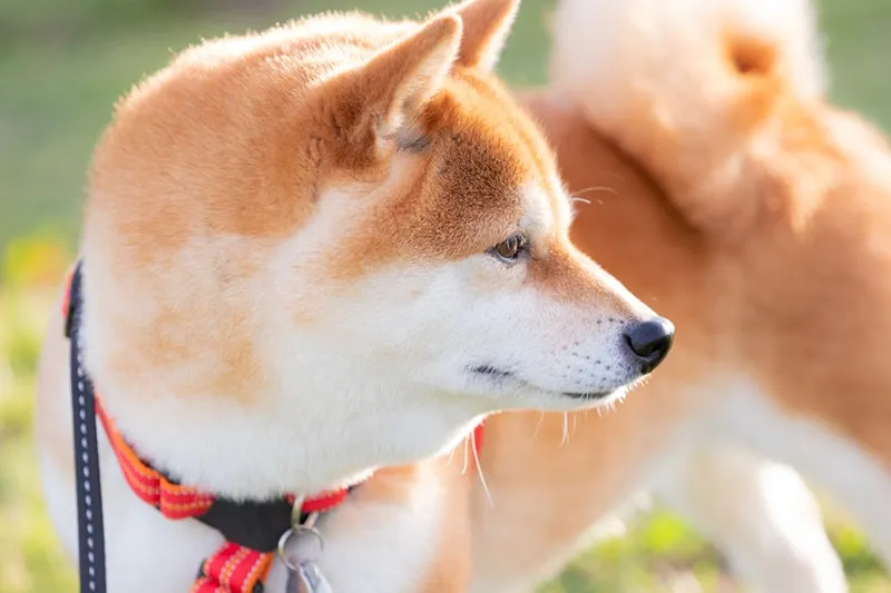 Shiba Inu dog with red collar and black leash standing outdoors