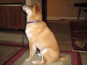 Shiba Inu doing a sit (side view shot). Reward training.