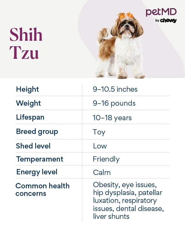 Shih Tzu breed traits infographic with key characteristics for owners
