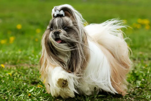 Shih Tzu dog with long, flowing brown and white coat and playful expression