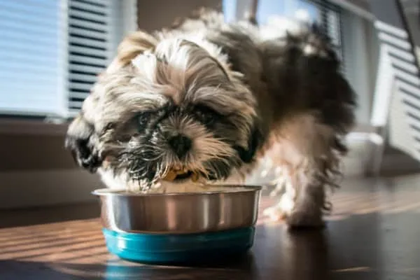 Shih Tzu eating from a bowl, demonstrating how dietary changes can manage food allergy symptoms in dogs