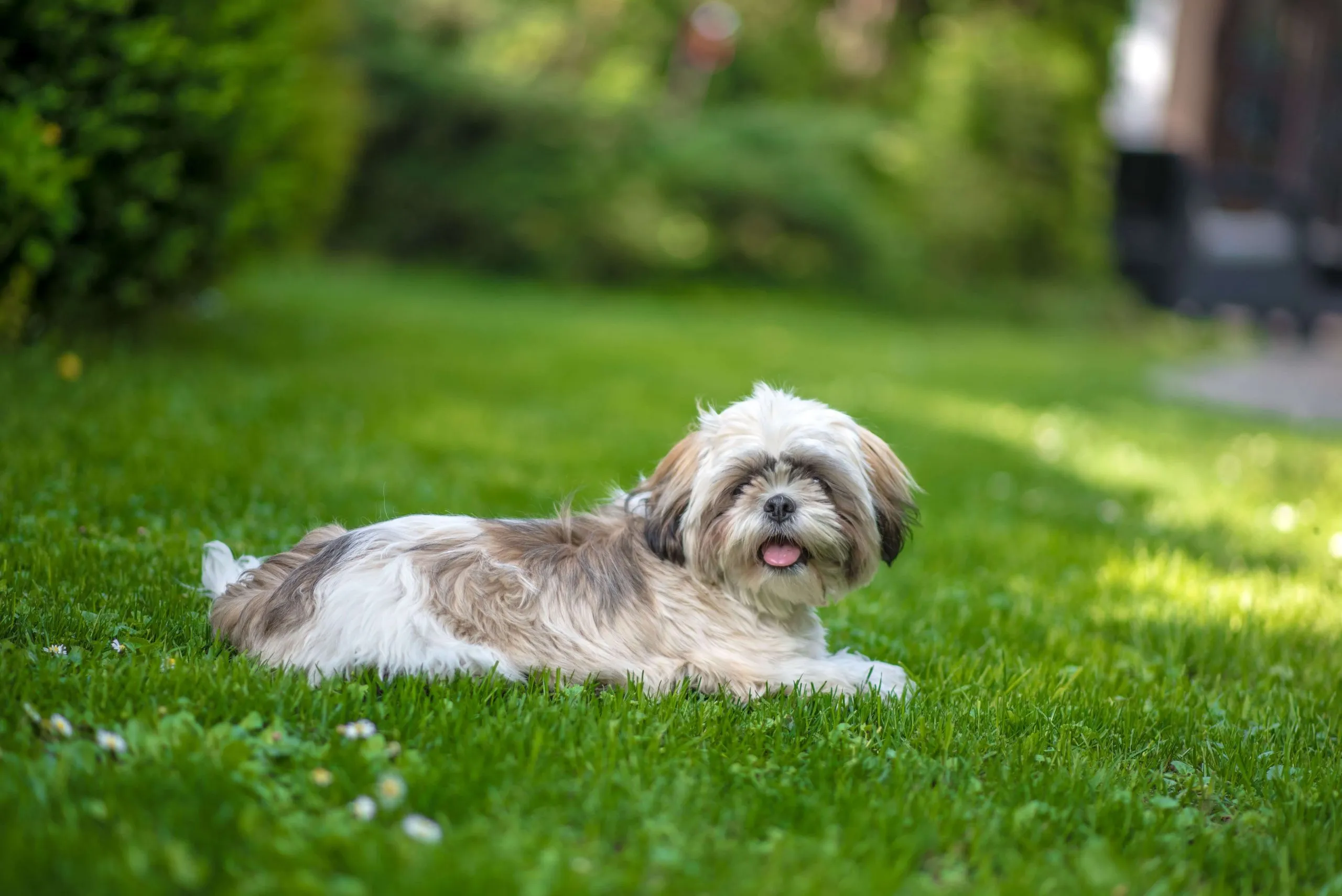 Shih Tzu puppy looking expectantly at a food bowl, illustrating the importance of healthy and appropriate meals for shih tzu growth and digestion.