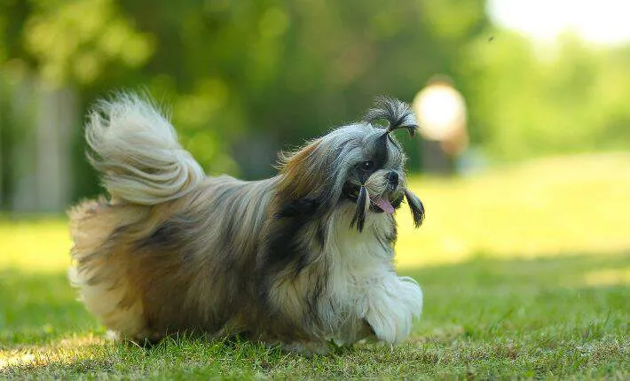 Shih Tzu sitting in grass