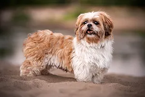 Shih Tzu standing in sand