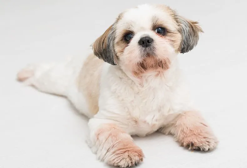 Shih Tzu