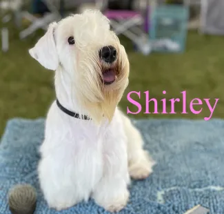 Shirley, a champion Sealyham Terrier, competing at the prestigious Westminster Kennel Club Show, a testament to exceptional breeding quality