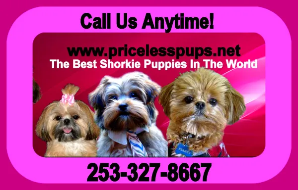 Shorkie puppies