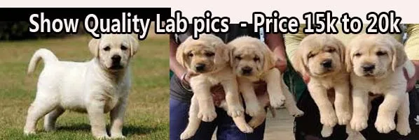 Show quality Labrador puppy, representing KCI registered puppies for sale in Bangalore