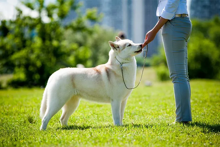 Siberian Husky being trained in the park, representing its sled dog capabilities and historical importance.