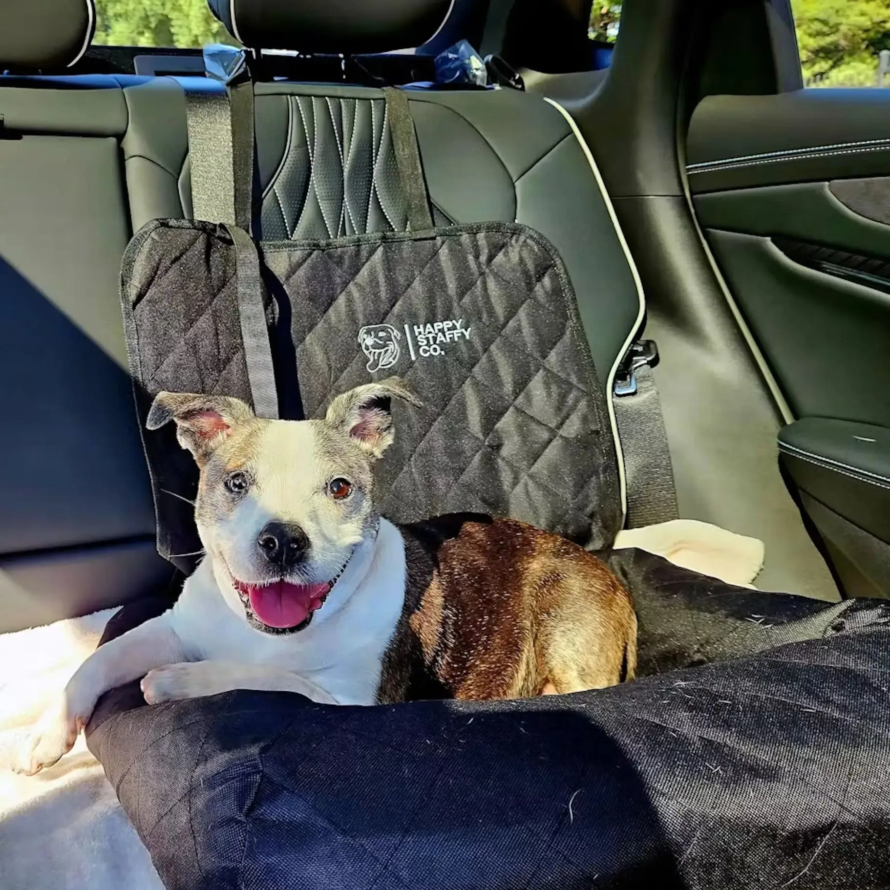 Single car seat cover for dogs installed in the back seat, protecting upholstery