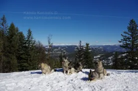 six Kamia Norwegian Elkhounds on a challenging winter mountain hike in British Columbia