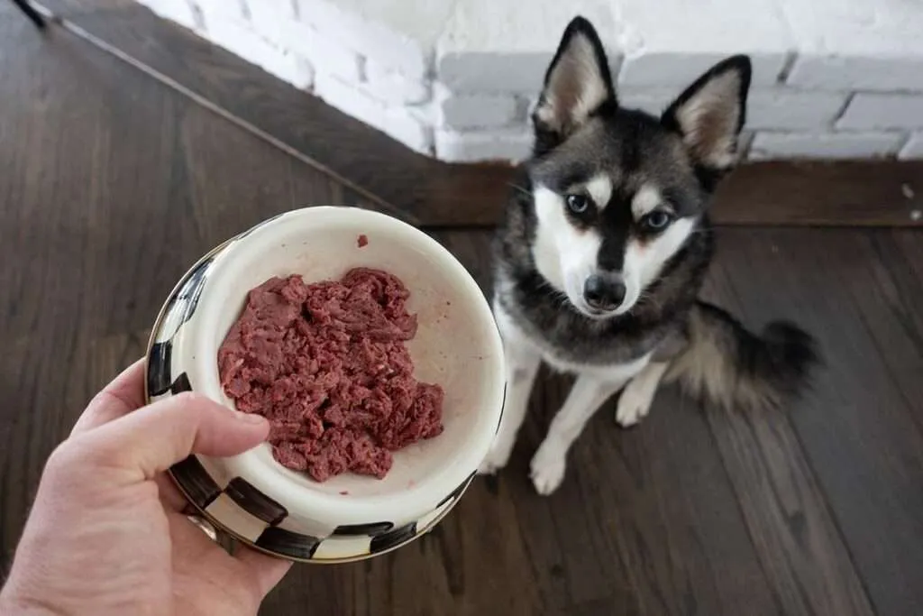 Skye the Alaskan Klee Kai patiently waiting for her We Feed Raw meal