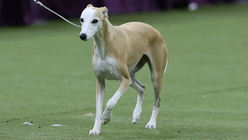 Sleek and athletic Whippet running outdoors