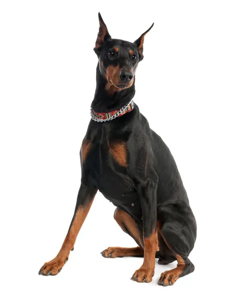 Sleek Doberman Pinscher looking alert, an intelligent and fearless guard dog suitable for experienced owners in India.