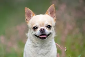 Small, alert Chihuahua with smooth coat, a tiny and portable companion.