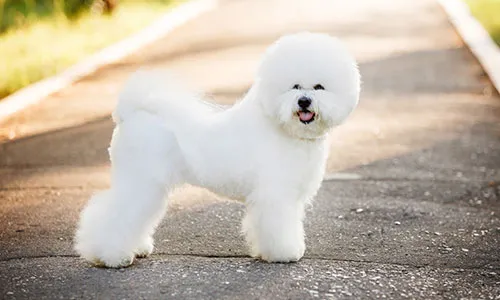 Small Bichon Frise with fluffy white coat